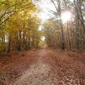 Dans la forêt de Montargis.