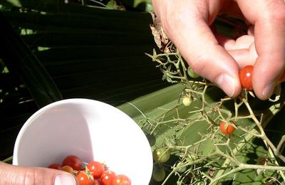 Nos petites tomates cerises....