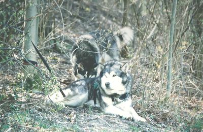 MALAMUTES D'ALASKA