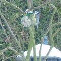 Les habitants du jardin