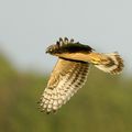 Buse variable au soleil couchant