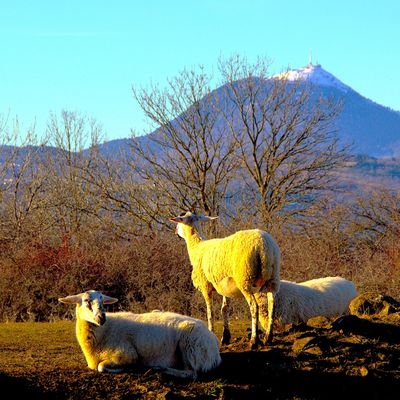 Des voyageurs nous disent