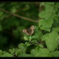 Papillon brun Pararge aegeria - Tircis 