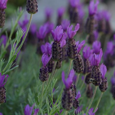 La flore dans la plaine des Maures
