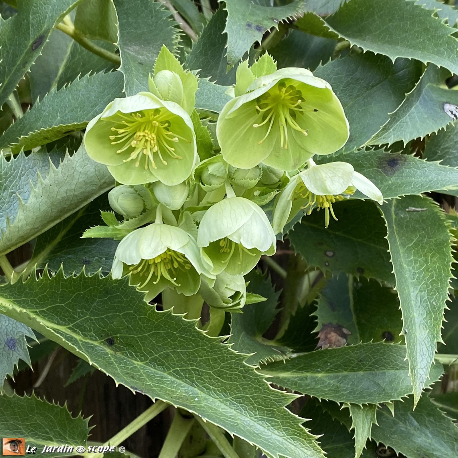 Hellebore-fétide