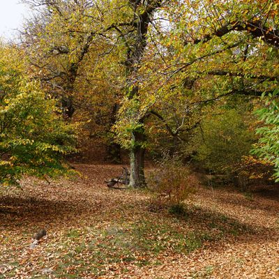 Chez nous en automne...