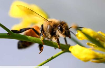 Mais qu'allons-nous manger ?