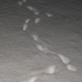 traces dans......la neige