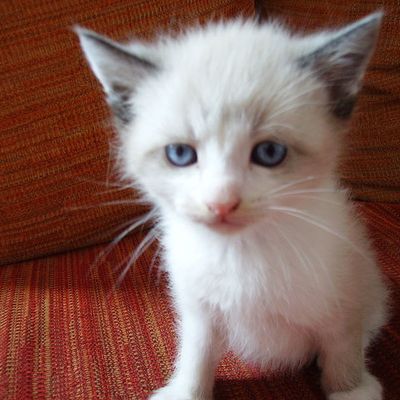 Mon nouveau bébé!!!