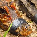 Au Gabon, une nouvelle espèce de crocodile orange cavernicole serait en train d'apparaître