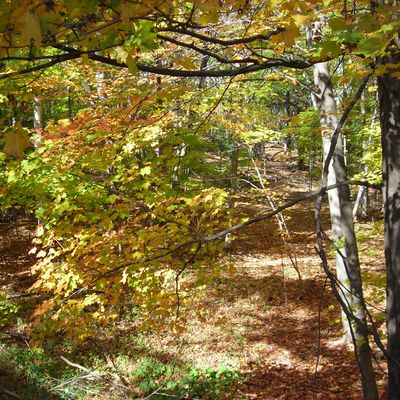 Forests in the world