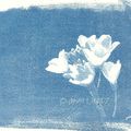 fleurs - cyanotypes