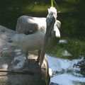  zoo de Maubeuge