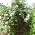 27 JUILLET - ATTENTION...certains fruits peuvent nuire à la beauté