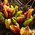 SPV03 - purpurea ssp. venosa var. montana, Tom´s swamp, (C. Klein)