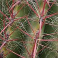 Les cactus de Frejus