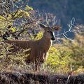 CHILI - Vers un corridor national pour sauver les Cerfs huémul