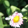 Enfin les beaux jours, les premières beautés de la nature