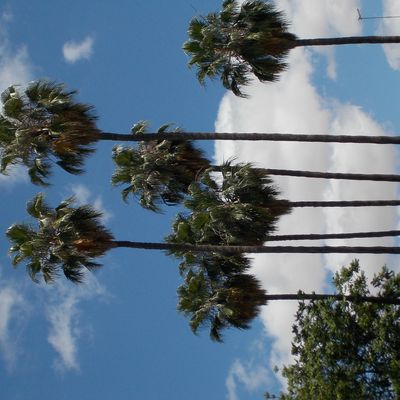 Guelliz et Majorelle