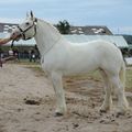 Concours Spécial 2017 - Ferme de la Suze - Samer