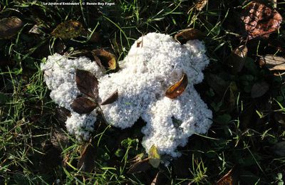 Les blobs ni plante ni-animaux ni champignon...