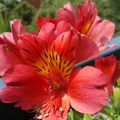 Alstroemeria - Lis des Incas 