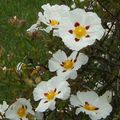 Cistus ladanifer