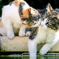 Les Chats de Mars de Claire