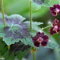 Un géranium vivace de sol frais ou d'ombre…