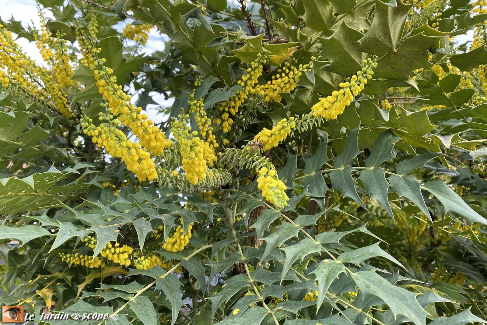 Mahonia