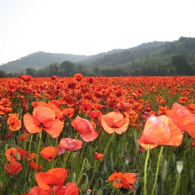 Coucou, Pas le temps, pas le temps, ....... pas
