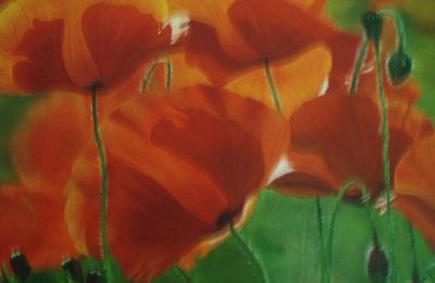 Champs de coquelicots 45x60