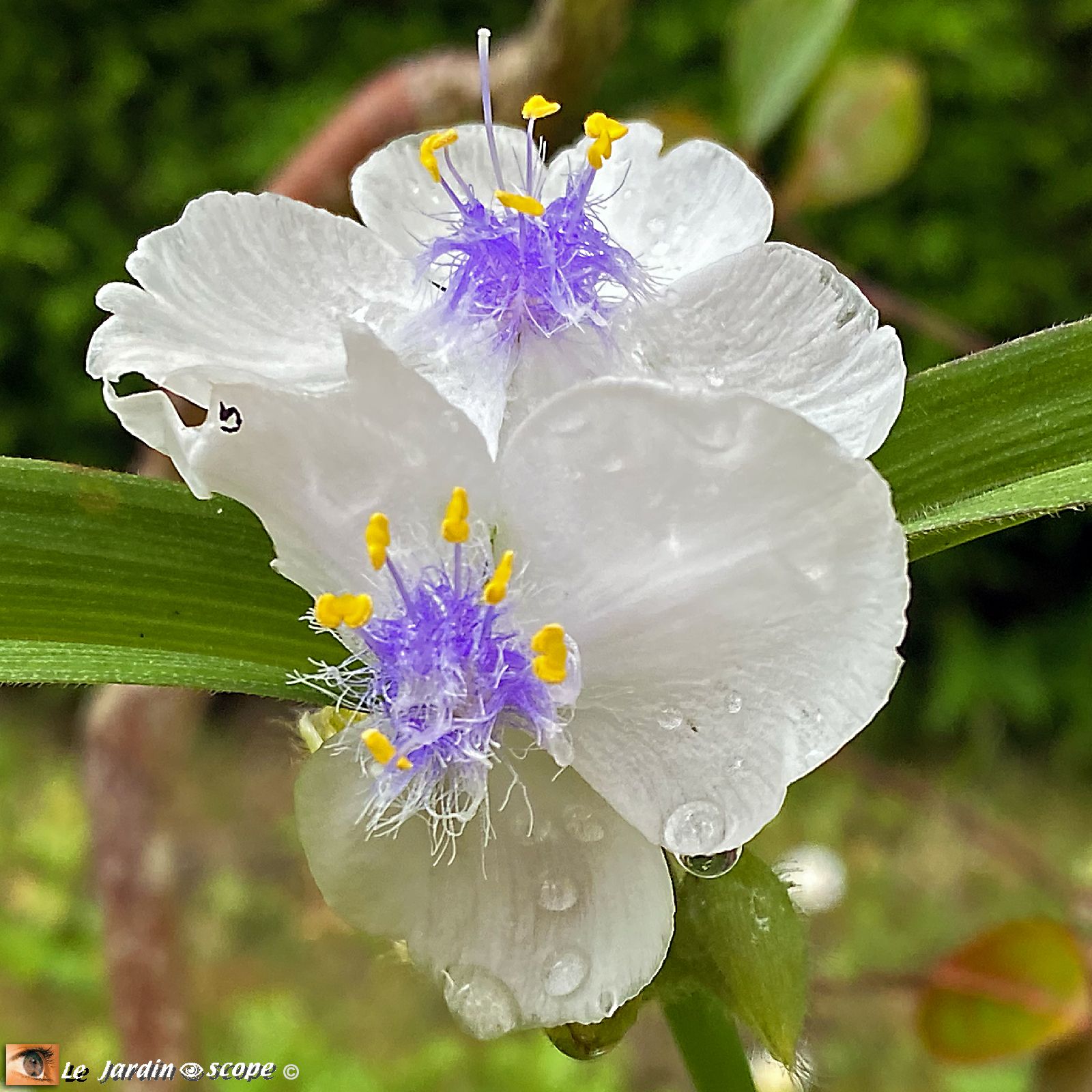 Tradescantia virginiana