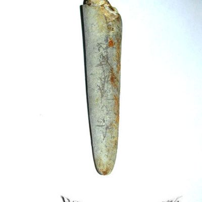 ROSTRE DE BELEMNITE F51 