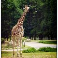 Peigner La Girafe