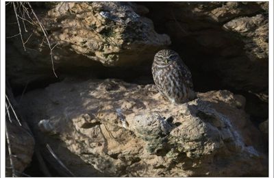 Chouette, La Hulotte est arrivée ! 