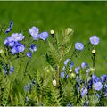 voir la vie en bleue.....