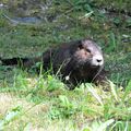 CANADA - Les Marmottes de Vancouver font leur retour !
