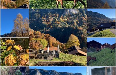 Il automne - Allez, une petite piqure pour la route !