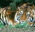 tigre