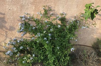 LE BOUQUET DU VENDREDI 