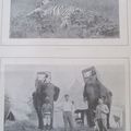 Chasse tigre afrique illustration ancienne sp47