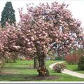 Arbre fleurie du parc royal. (Serres de Laeken Bruxelles 2008)