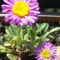 Aster alpinus - Aster des Alpes