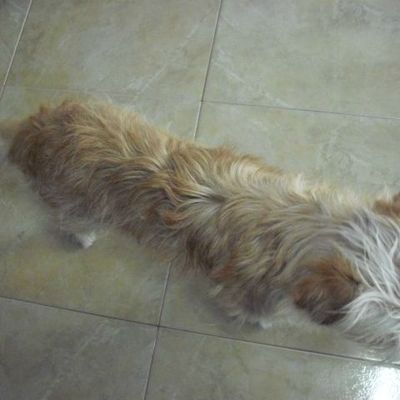 Coupe d'été pour Toffee