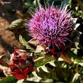 Chardon-Marie (Silybum marianum) 