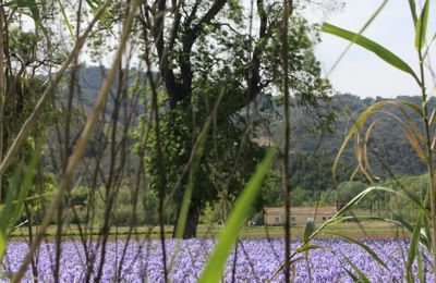 LES IRIS