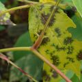 Comment identifier les maladies des rosiers ?
