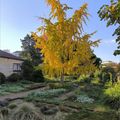 De l'or en ce jardin ...