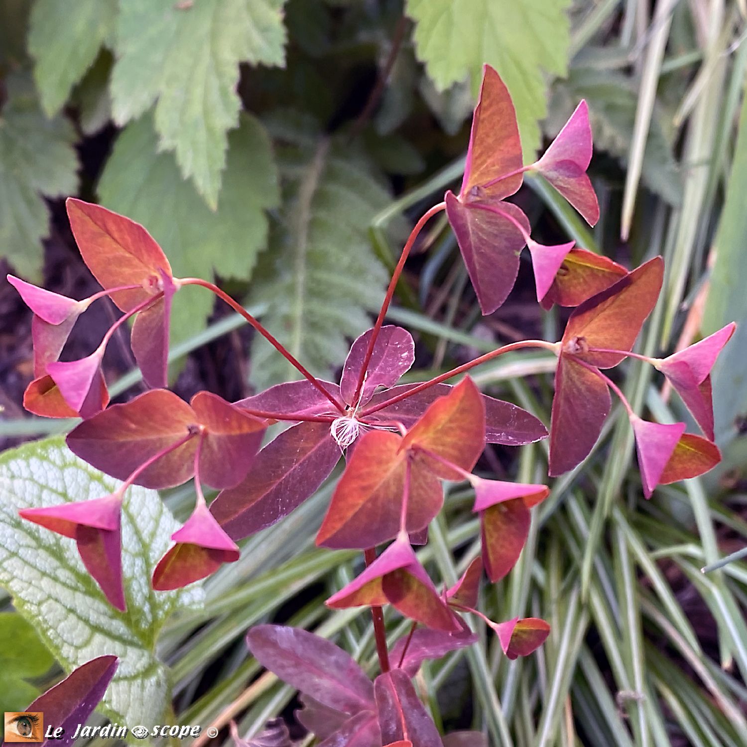 Euphorbia dulcis ‘Chameleon’